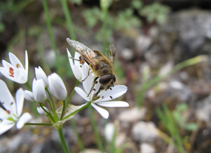 Eristalis sp. (Syrphidae).